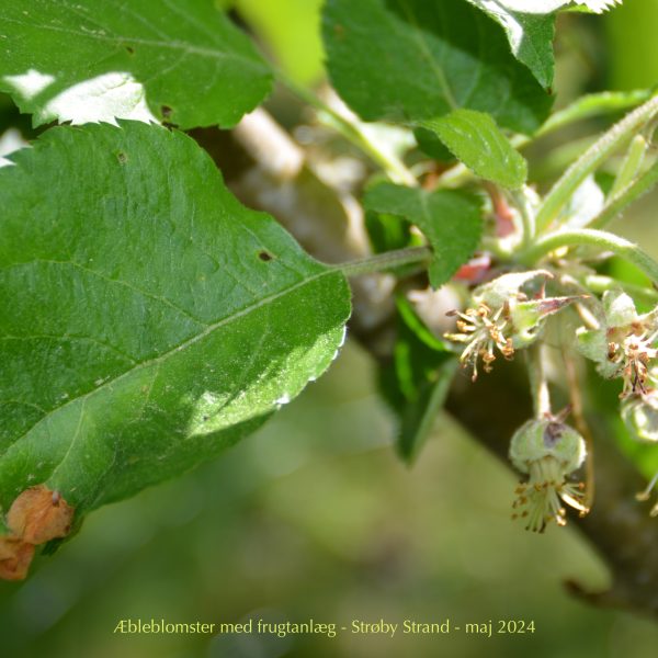 Æbleblomster