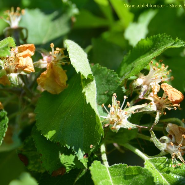 Visne æbleblomster