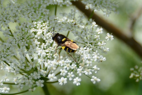 Svirreflue ukendt - Strøby Strand