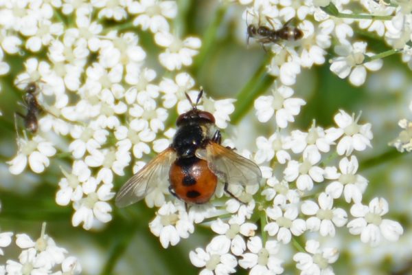 Gymnosoma rotundatum