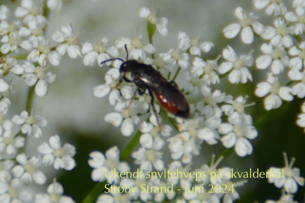 uidentificeret evt. hun til snyltehveps
