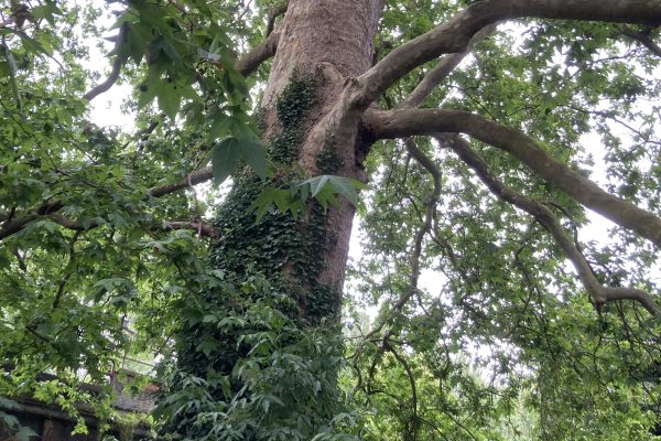 Second London plane tree by Twickenham Bridge at entrance to Old Deer Park
