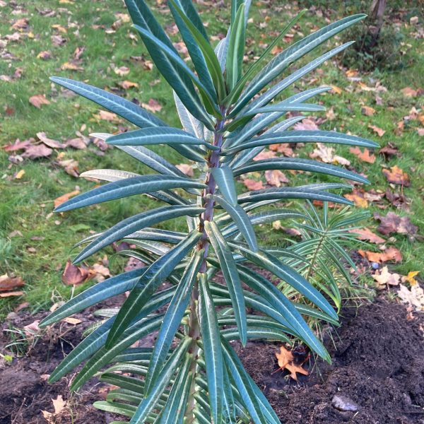 Korsvortemælk – første år