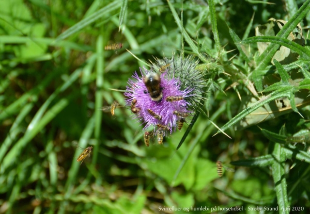 Svirrefluer og humlebi på horsetidsel