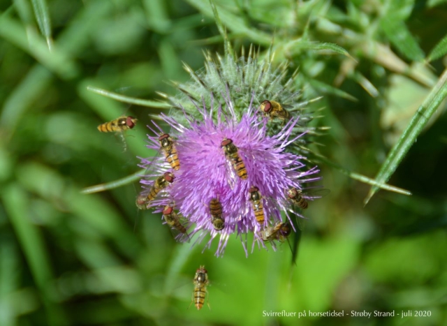Svirrefluer på horsetidsel