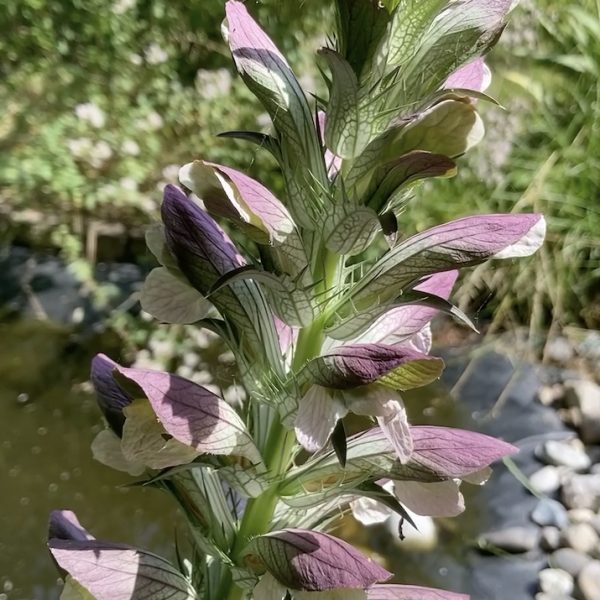 Acanthus blomster