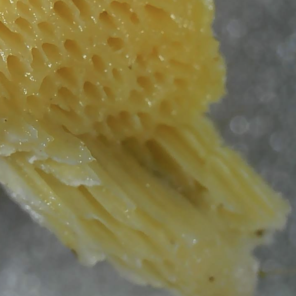 Poresvamp frugtlegeme – Strøby Strand – jan 2025