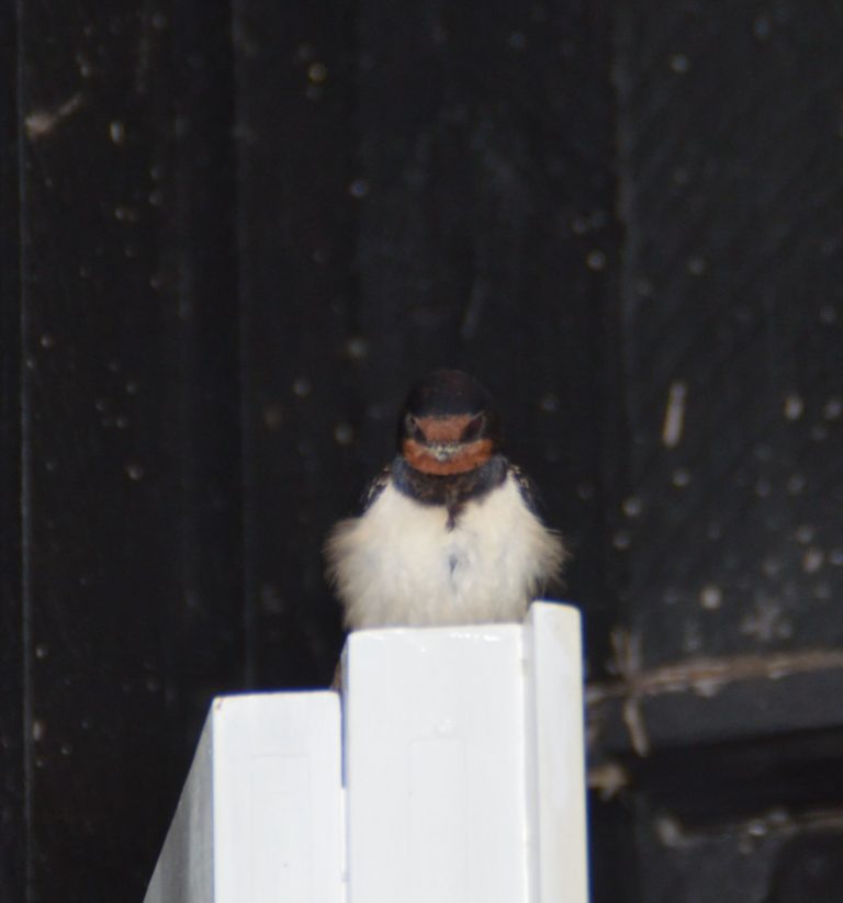 Svaleunge på havedør - juli 2020