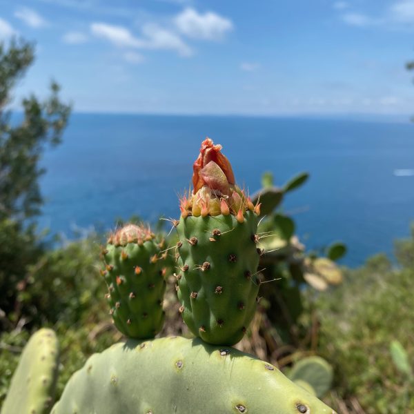 Figenkaktusskud m blomst – Cap de Nice