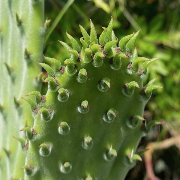 Figenkaktusspirer – Cap de Nice