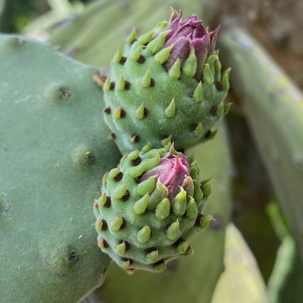 Kaktusskud – Cap de Nice