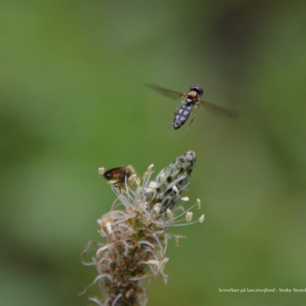 Svirreflue takeoff