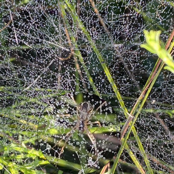 Baldakinspinder, Gjødel Kanal Nymindegab 2