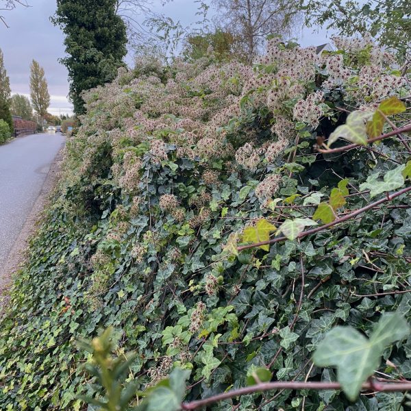 Alm skovranke på Kystvej