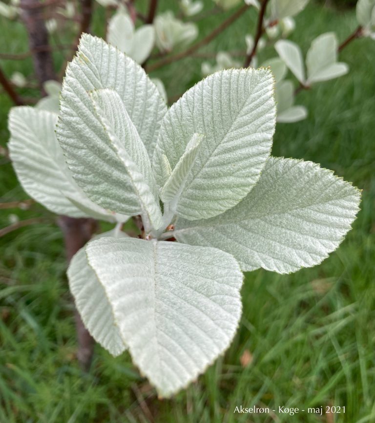 Akselrøn – Køge – maj 2021