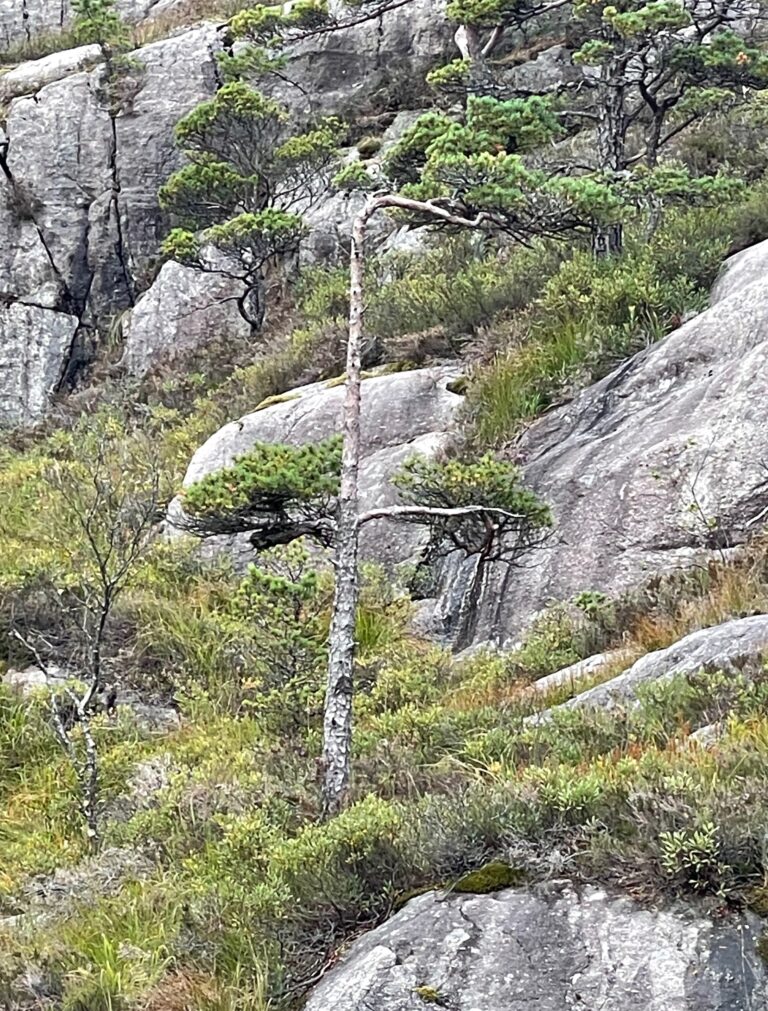 Gran:fyr – Preikestolen